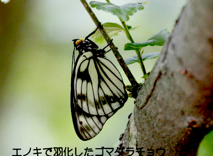 エノキで羽化したゴマダラチョウの写真