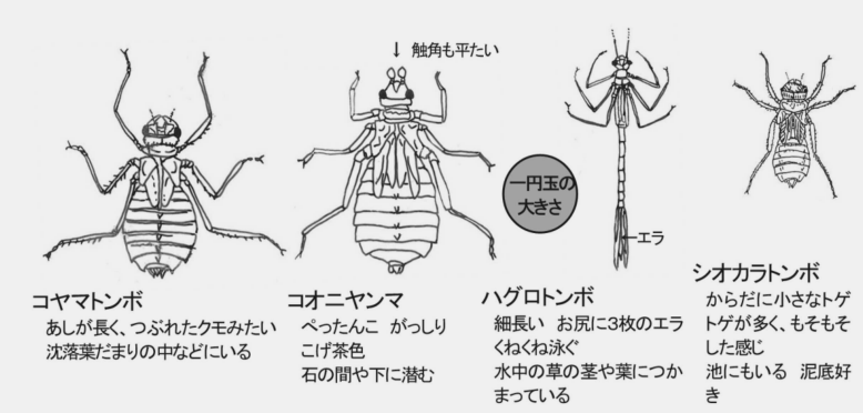 コヤマトンボ、コオニヤンマ、バクロトンボ、シオカラトンボの図